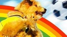 足坛神犬 在线观看,传奇犬只的足球传奇之旅 第2张 足坛神犬 在线观看,传奇犬只的足球传奇之旅 第2张